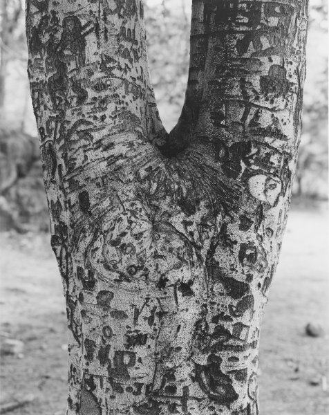 Tree with carvings