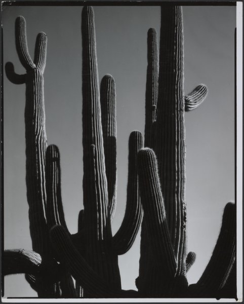 Arizona Cactus