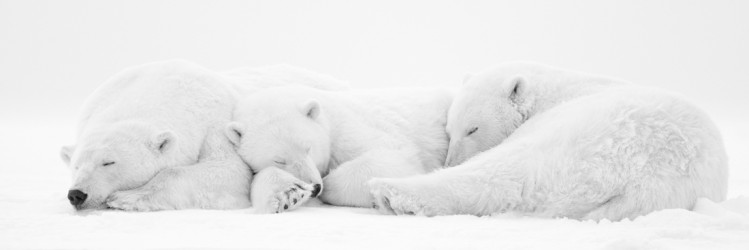 THE NAP I