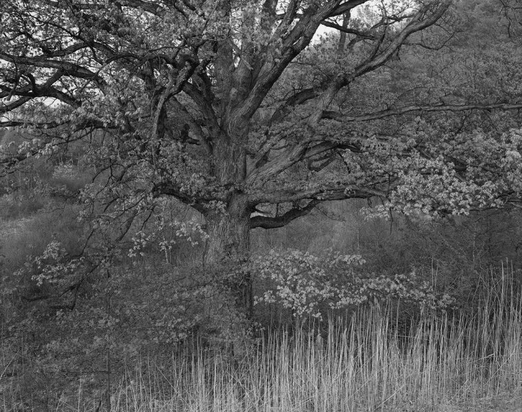 Oak tree