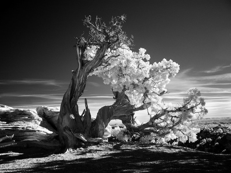 Twisted Tree