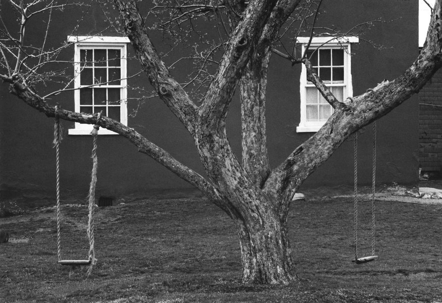 Tree, Swings and Windows