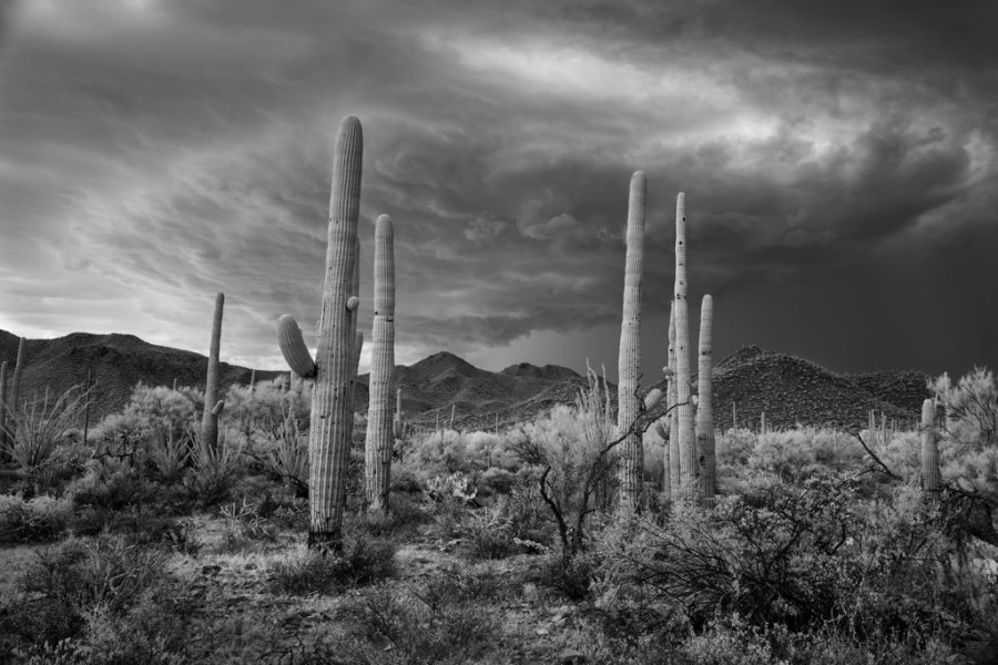 Saguaro and storm