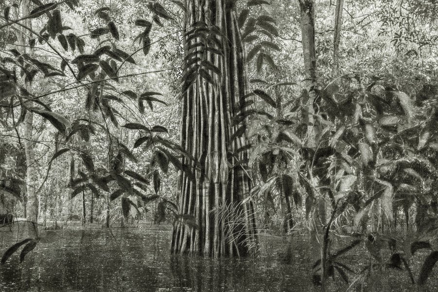 A Picturesque Voyage Through Brazil #16